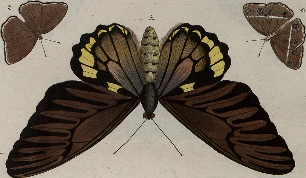 An illustration from (Band 1, Tafeln): De plaaten I - XCVI, 1779, leaf 13