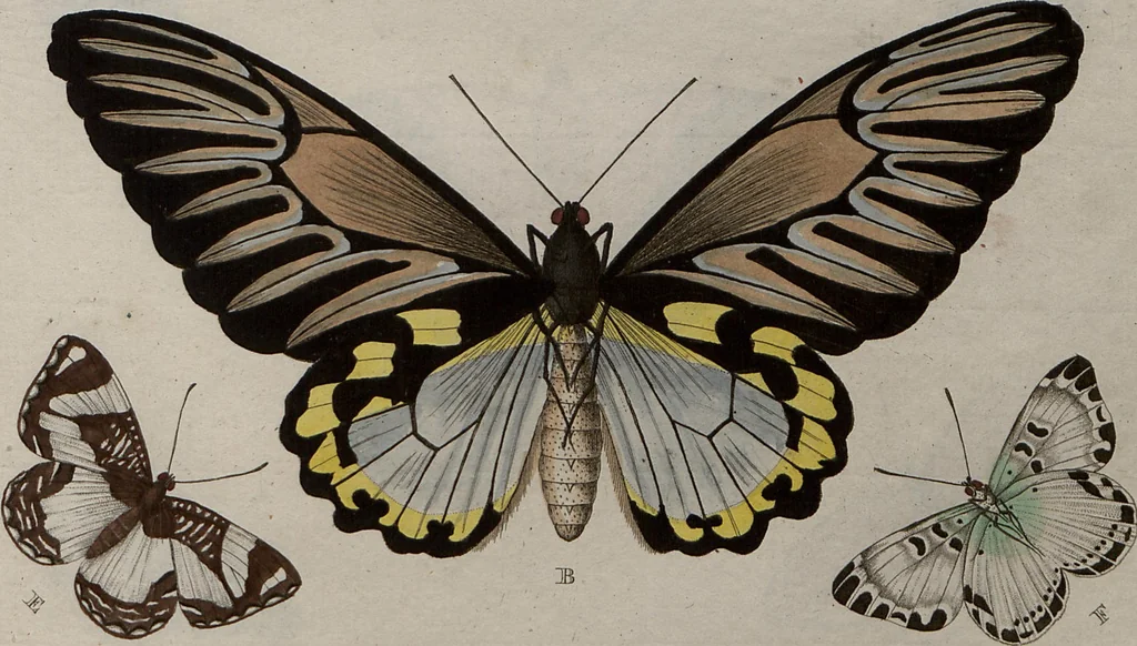 An illustration from (Band 1, Tafeln): De plaaten I - XCVI, 1779, leaf 13