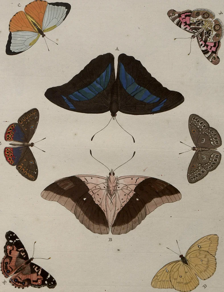 An illustration from (Band 1, Tafeln): De plaaten I - XCVI, 1779, leaf 14