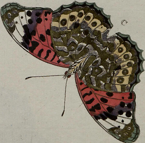 An illustration from (Band 1, Tafeln): De plaaten I - XCVI, 1779, leaf 16