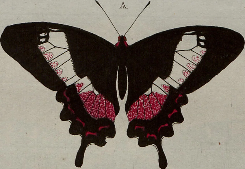 An illustration from (Band 1, Tafeln): De plaaten I - XCVI, 1779, leaf 16