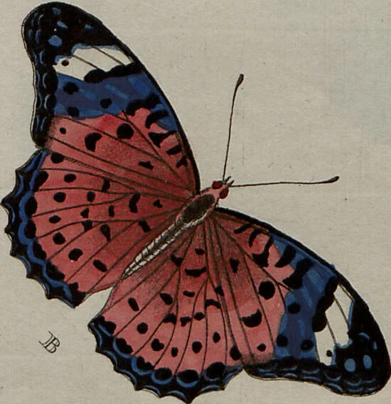 An illustration from (Band 1, Tafeln): De plaaten I - XCVI, 1779, leaf 16