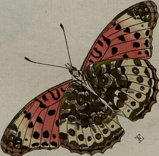 An illustration from (Band 1, Tafeln): De plaaten I - XCVI, 1779, leaf 16