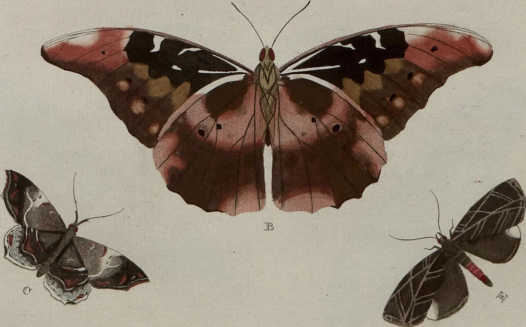 An illustration from (Band 1, Tafeln): De plaaten I - XCVI, 1779, leaf 17