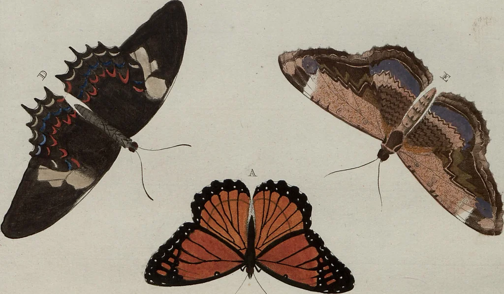 An illustration from (Band 1, Tafeln): De plaaten I - XCVI, 1779, leaf 18