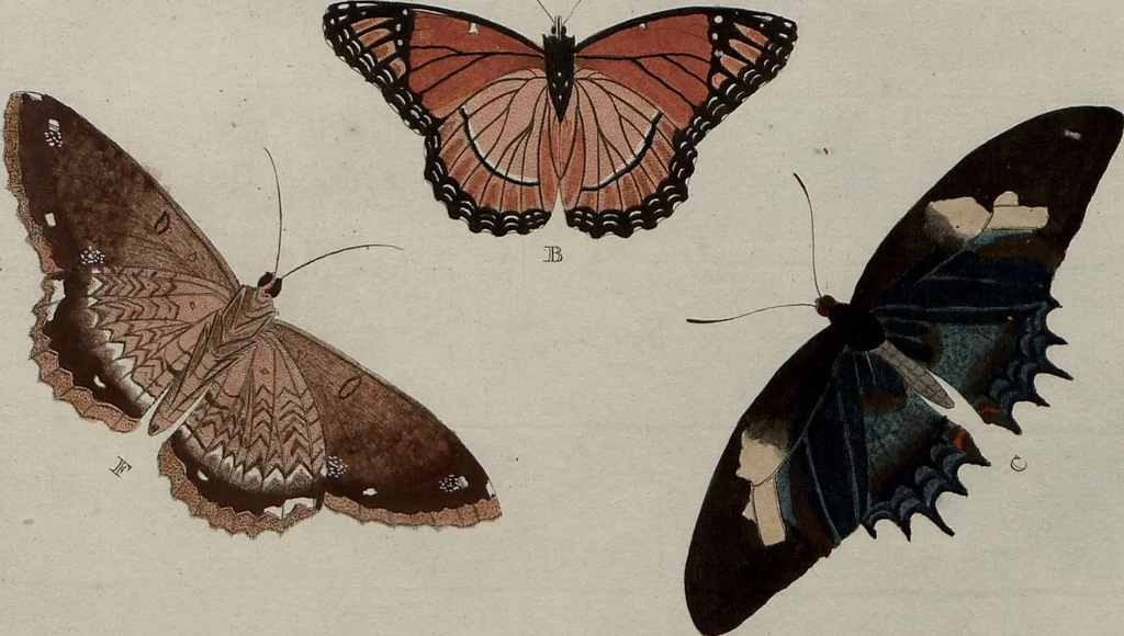 An illustration from (Band 1, Tafeln): De plaaten I - XCVI, 1779, leaf 18