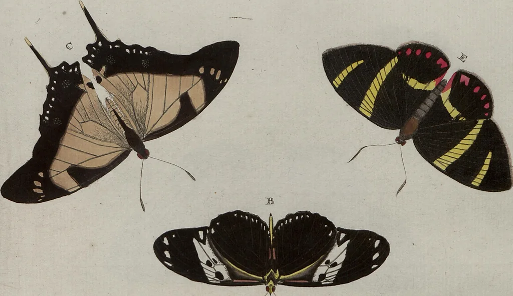 An illustration from (Band 1, Tafeln): De plaaten I - XCVI, 1779, leaf 19