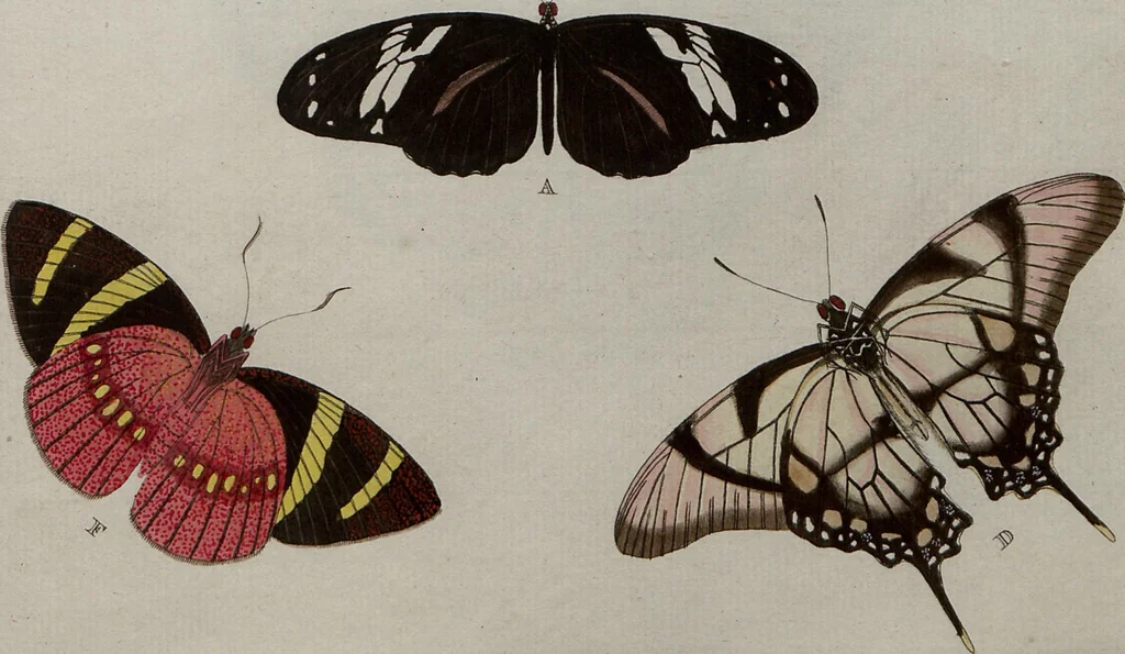 An illustration from (Band 1, Tafeln): De plaaten I - XCVI, 1779, leaf 19