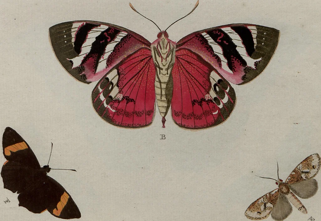 An illustration from (Band 1, Tafeln): De plaaten I - XCVI, 1779, leaf 20