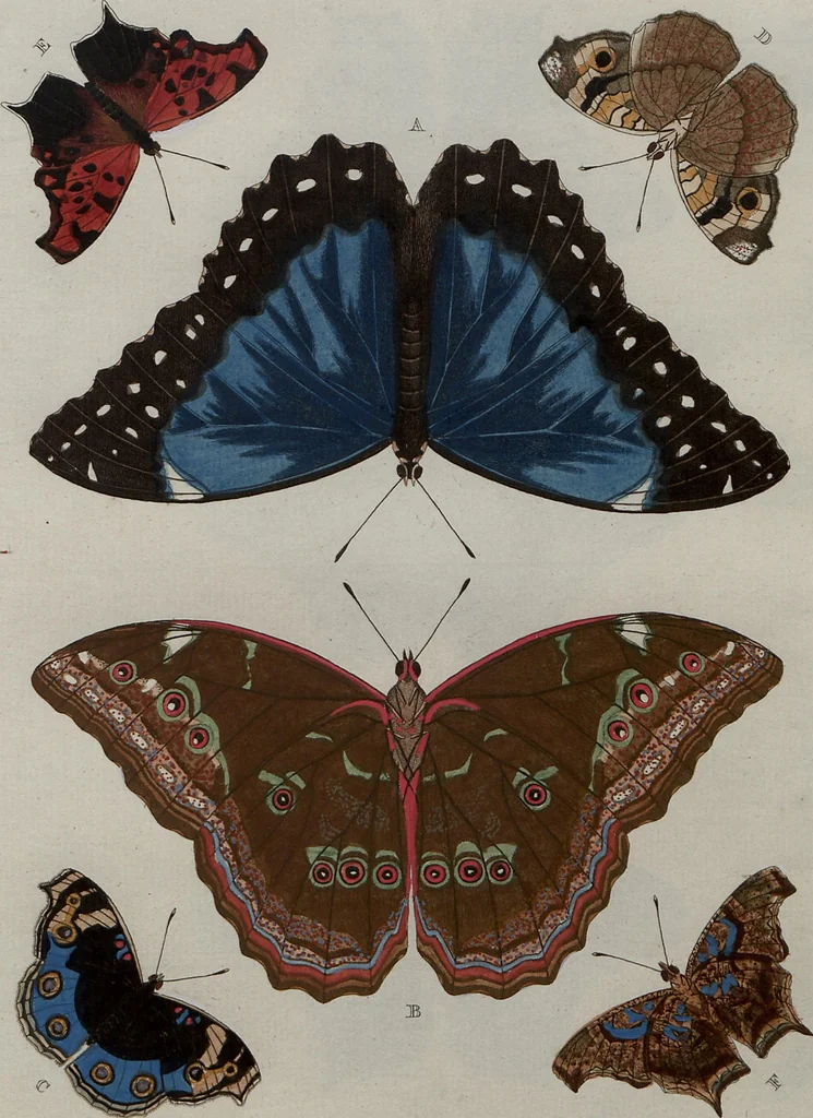 An illustration from (Band 1, Tafeln): De plaaten I - XCVI, 1779, leaf 21