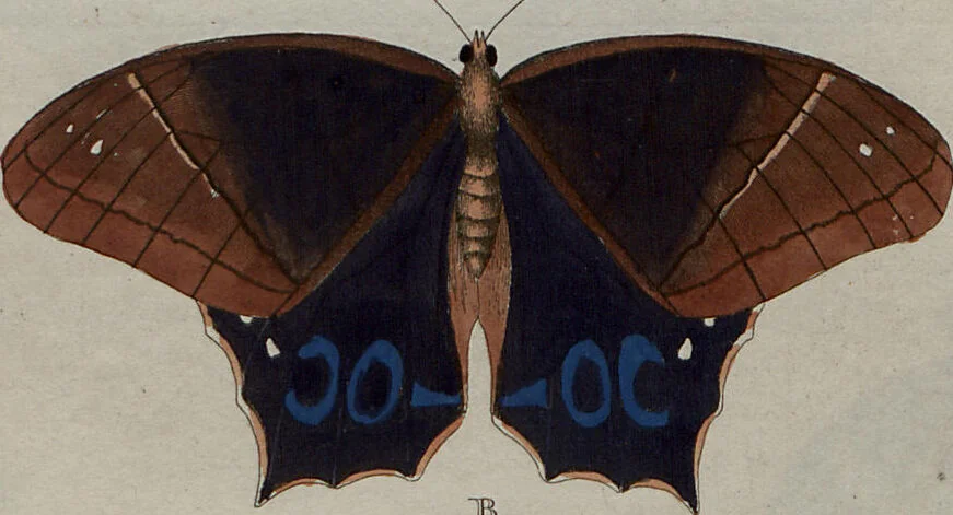 An illustration from (Band 1, Tafeln): De plaaten I - XCVI, 1779, leaf 22