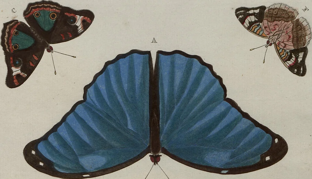 An illustration from (Band 1, Tafeln): De plaaten I - XCVI, 1779, leaf 23