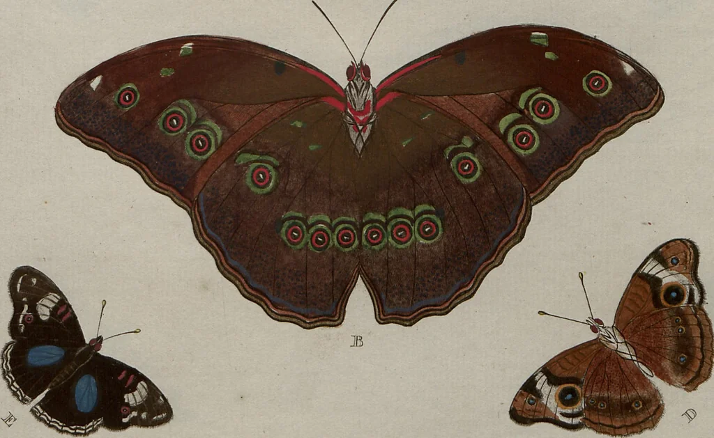 An illustration from (Band 1, Tafeln): De plaaten I - XCVI, 1779, leaf 23