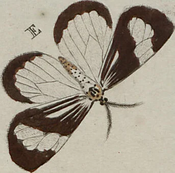 An illustration from (Band 1, Tafeln): De plaaten I - XCVI, 1779, leaf 24