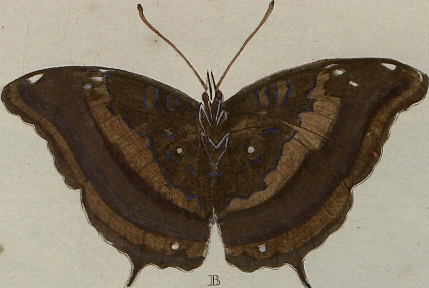 An illustration from (Band 1, Tafeln): De plaaten I - XCVI, 1779, leaf 24