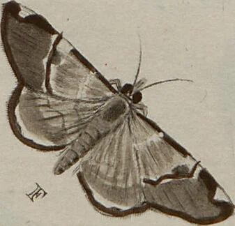 An illustration from (Band 1, Tafeln): De plaaten I - XCVI, 1779, leaf 24