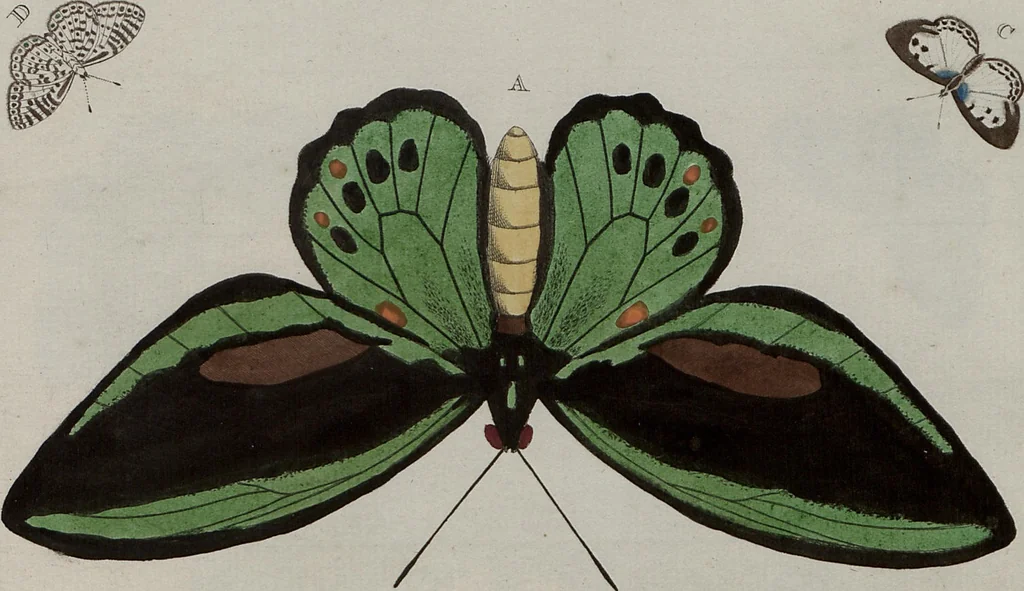 An illustration from (Band 1, Tafeln): De plaaten I - XCVI, 1779, leaf 25