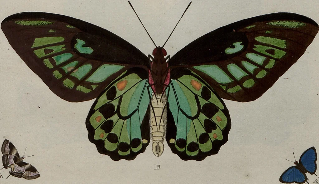 An illustration from (Band 1, Tafeln): De plaaten I - XCVI, 1779, leaf 25