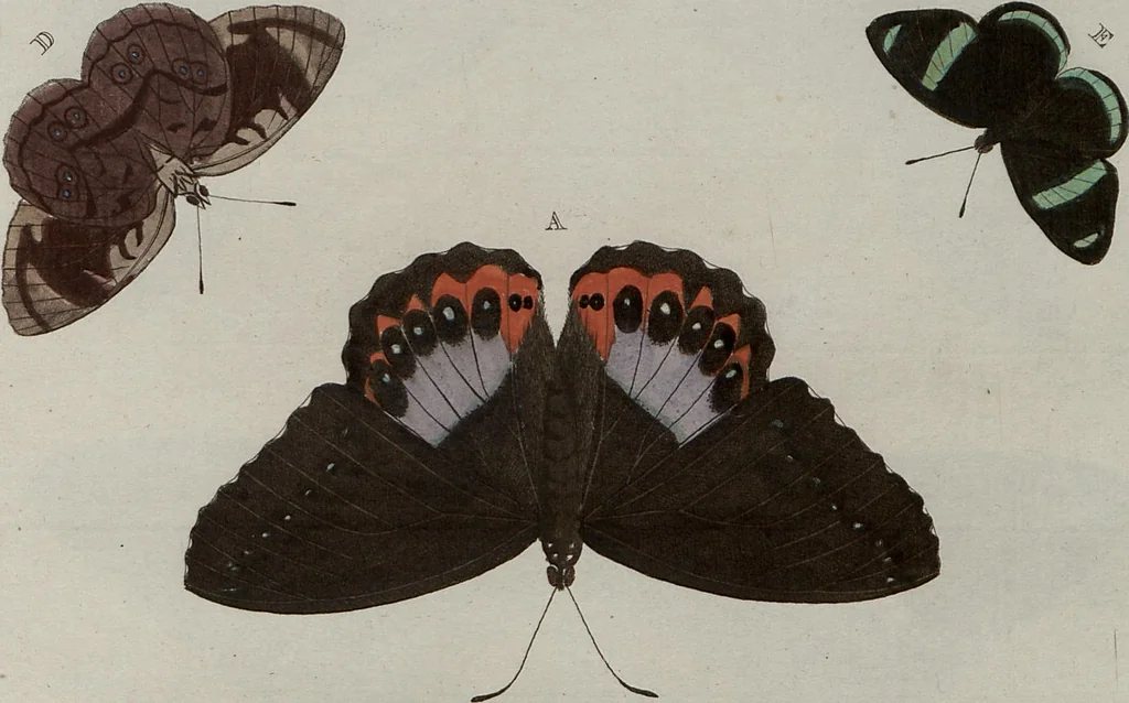 An illustration from (Band 1, Tafeln): De plaaten I - XCVI, 1779, leaf 26