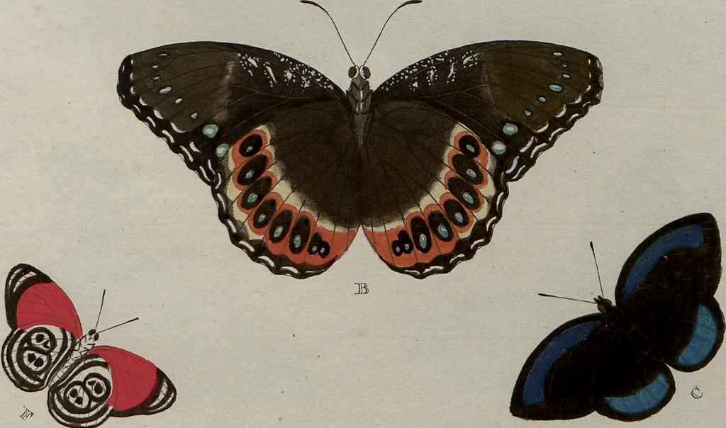 An illustration from (Band 1, Tafeln): De plaaten I - XCVI, 1779, leaf 26