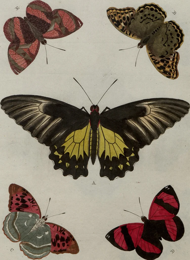An illustration from (Band 1, Tafeln): De plaaten I - XCVI, 1779, leaf 27