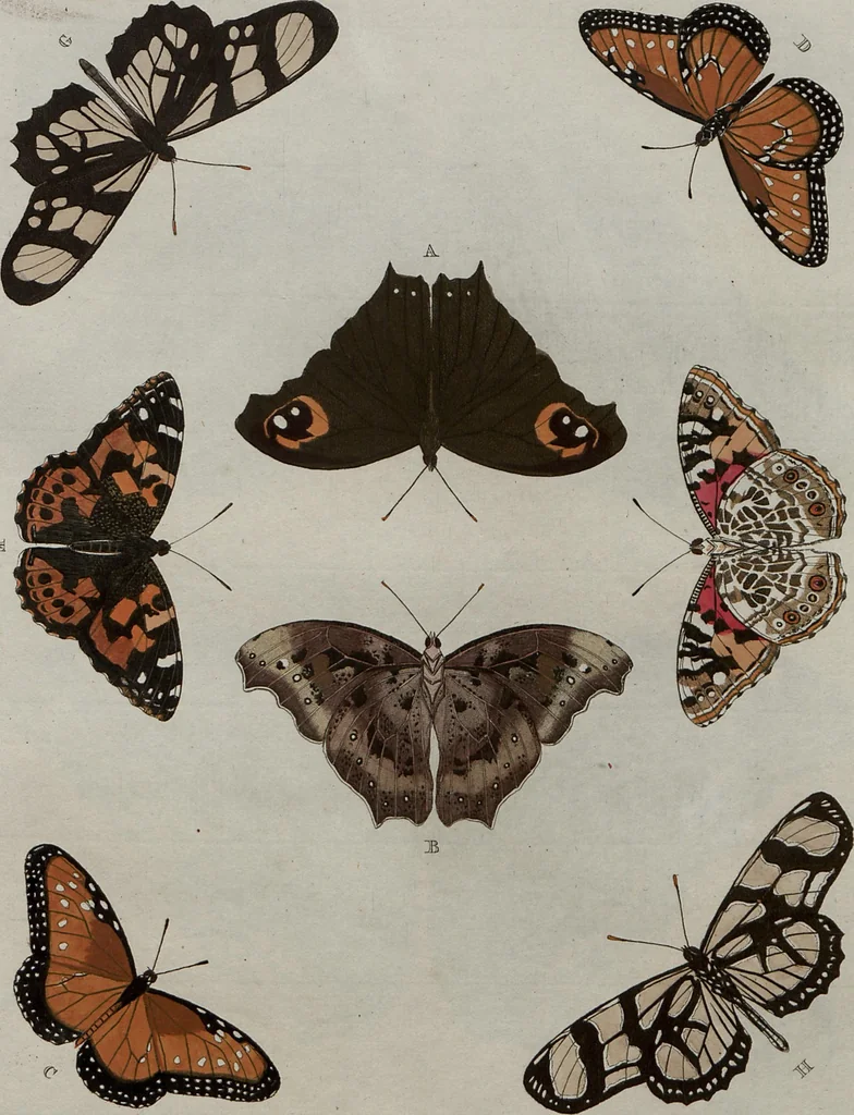 An illustration from (Band 1, Tafeln): De plaaten I - XCVI, 1779, leaf 28