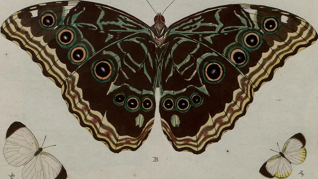 An illustration from (Band 1, Tafeln): De plaaten I - XCVI, 1779, leaf 29