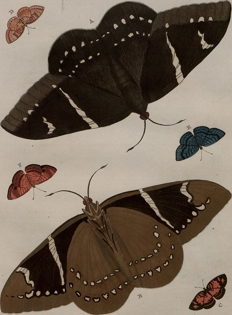 An illustration from (Band 1, Tafeln): De plaaten I - XCVI, 1779, leaf 3
