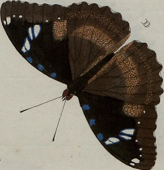 An illustration from (Band 1, Tafeln): De plaaten I - XCVI, 1779, leaf 30