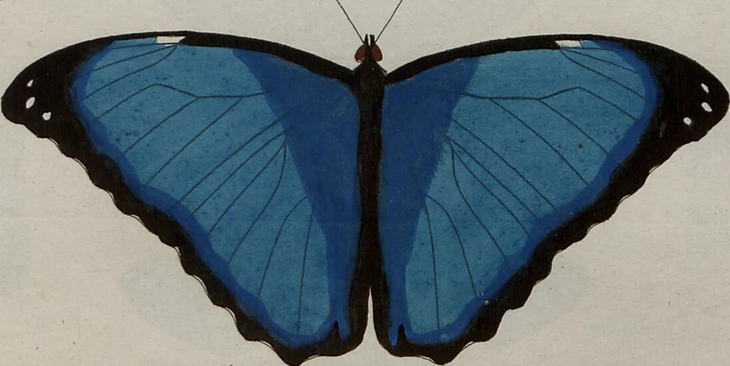 An illustration from (Band 1, Tafeln): De plaaten I - XCVI, 1779, leaf 30