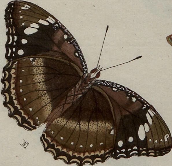 An illustration from (Band 1, Tafeln): De plaaten I - XCVI, 1779, leaf 30