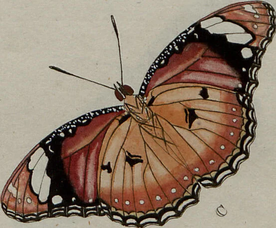 An illustration from (Band 1, Tafeln): De plaaten I - XCVI, 1779, leaf 30