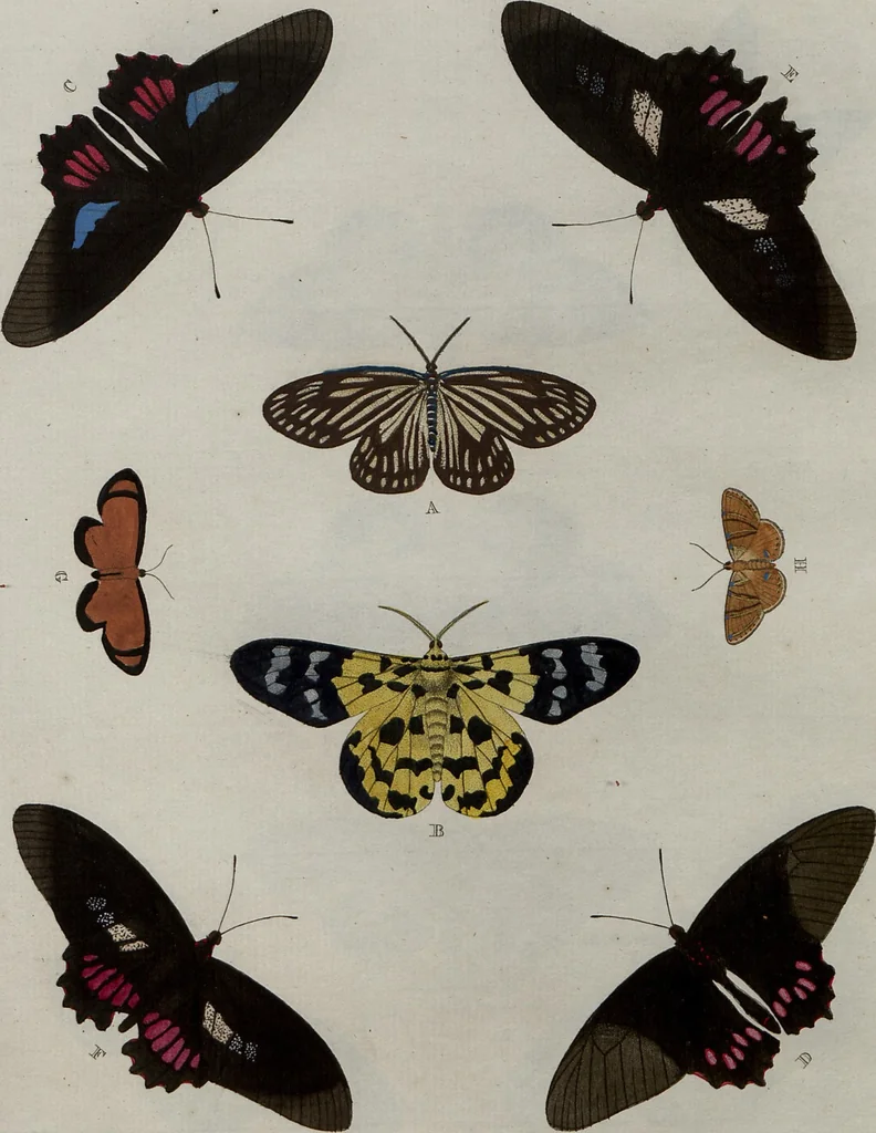 An illustration from (Band 1, Tafeln): De plaaten I - XCVI, 1779, leaf 31
