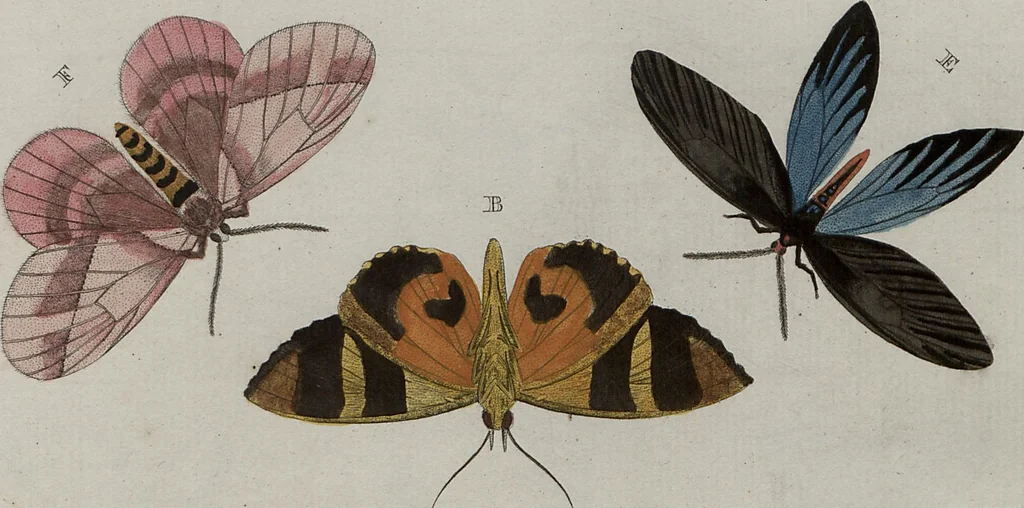 An illustration from (Band 1, Tafeln): De plaaten I - XCVI, 1779, leaf 32
