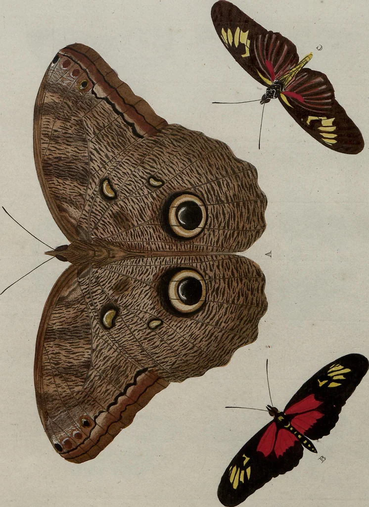 An illustration from (Band 1, Tafeln): De plaaten I - XCVI, 1779, leaf 36