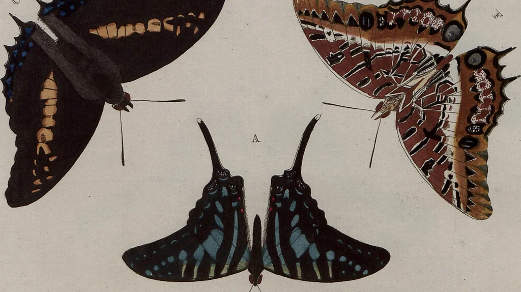 An illustration from (Band 1, Tafeln): De plaaten I - XCVI, 1779, leaf 39