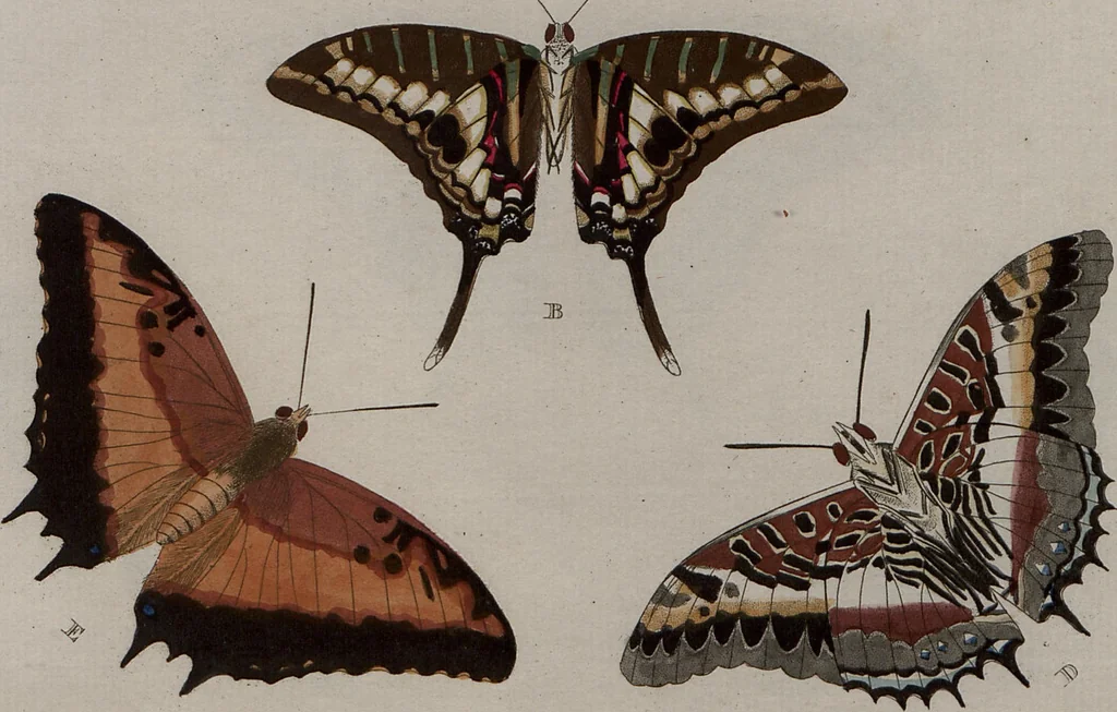 An illustration from (Band 1, Tafeln): De plaaten I - XCVI, 1779, leaf 39