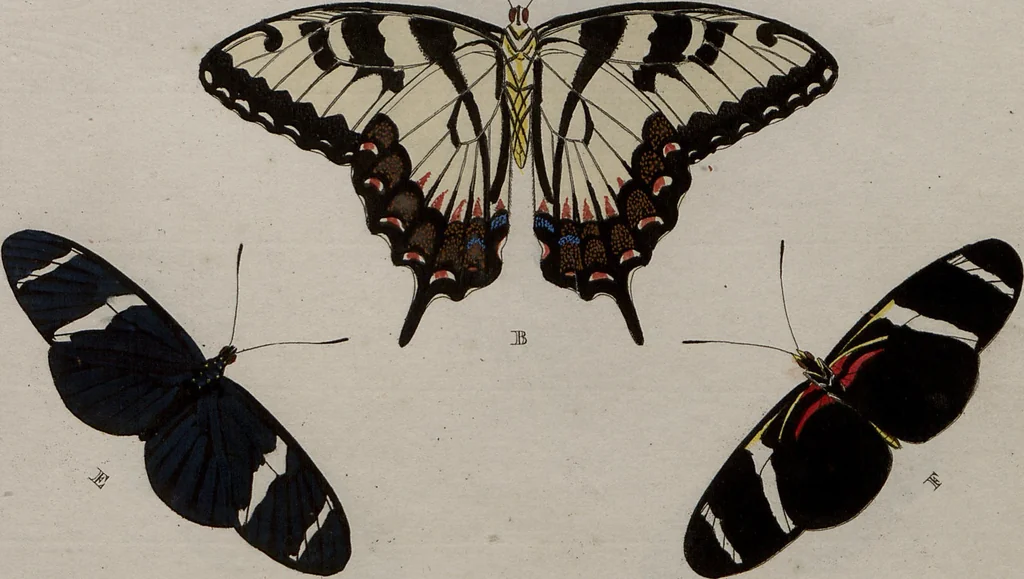 An illustration from (Band 1, Tafeln): De plaaten I - XCVI, 1779, leaf 40