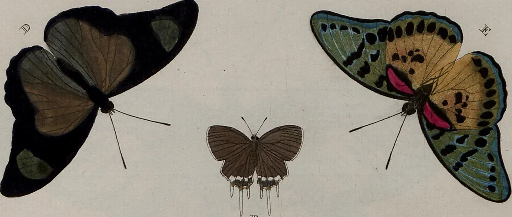 An illustration from (Band 1, Tafeln): De plaaten I - XCVI, 1779, leaf 41
