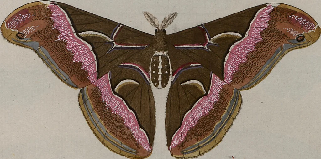 An illustration from (Band 1, Tafeln): De plaaten I - XCVI, 1779, leaf 41