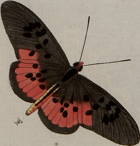 An illustration from (Band 1, Tafeln): De plaaten I - XCVI, 1779, leaf 41