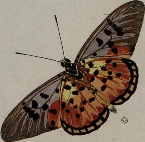 An illustration from (Band 1, Tafeln): De plaaten I - XCVI, 1779, leaf 41