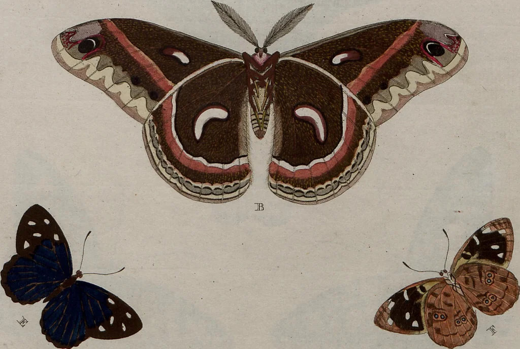 An illustration from (Band 1, Tafeln): De plaaten I - XCVI, 1779, leaf 44