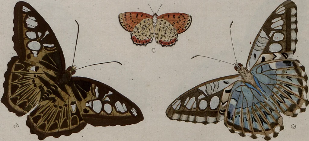 An illustration from (Band 1, Tafeln): De plaaten I - XCVI, 1779, leaf 45