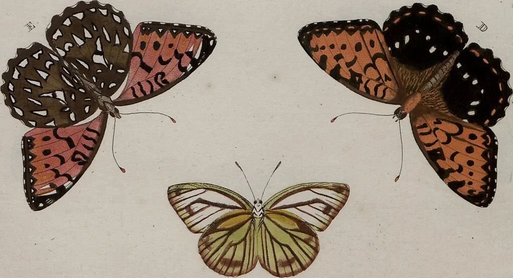 An illustration from (Band 1, Tafeln): De plaaten I - XCVI, 1779, leaf 46