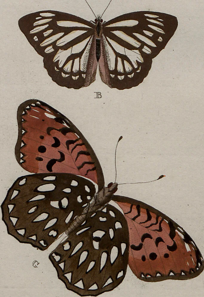 An illustration from (Band 1, Tafeln): De plaaten I - XCVI, 1779, leaf 46