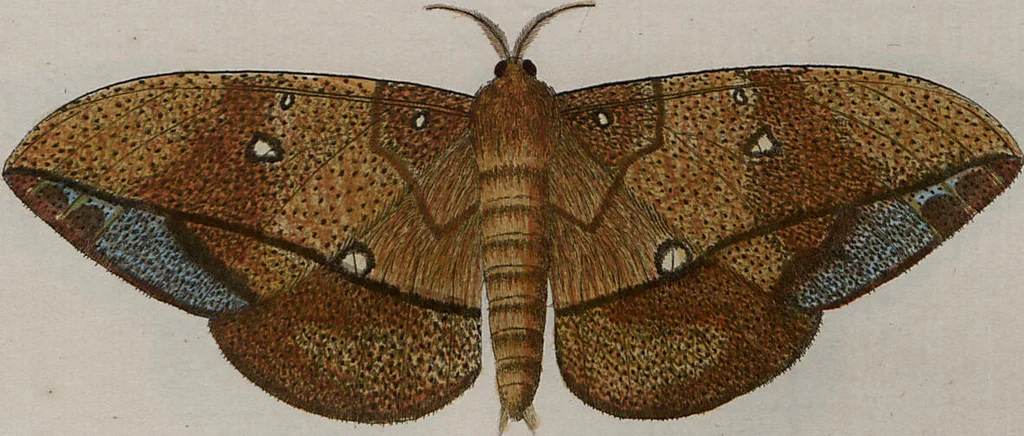 An illustration from (Band 1, Tafeln): De plaaten I - XCVI, 1779, leaf 47