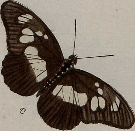 An illustration from (Band 1, Tafeln): De plaaten I - XCVI, 1779, leaf 47