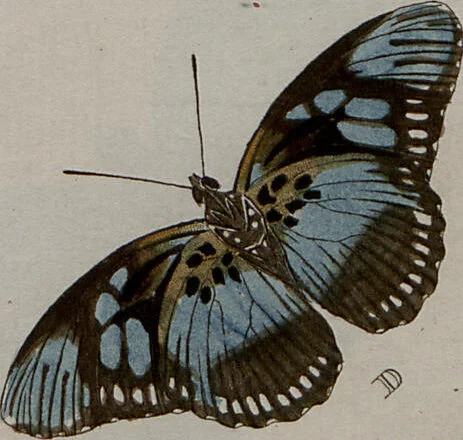 An illustration from (Band 1, Tafeln): De plaaten I - XCVI, 1779, leaf 47