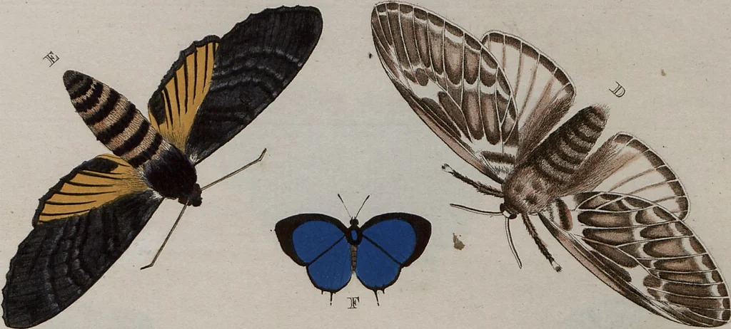 An illustration from (Band 1, Tafeln): De plaaten I - XCVI, 1779, leaf 48